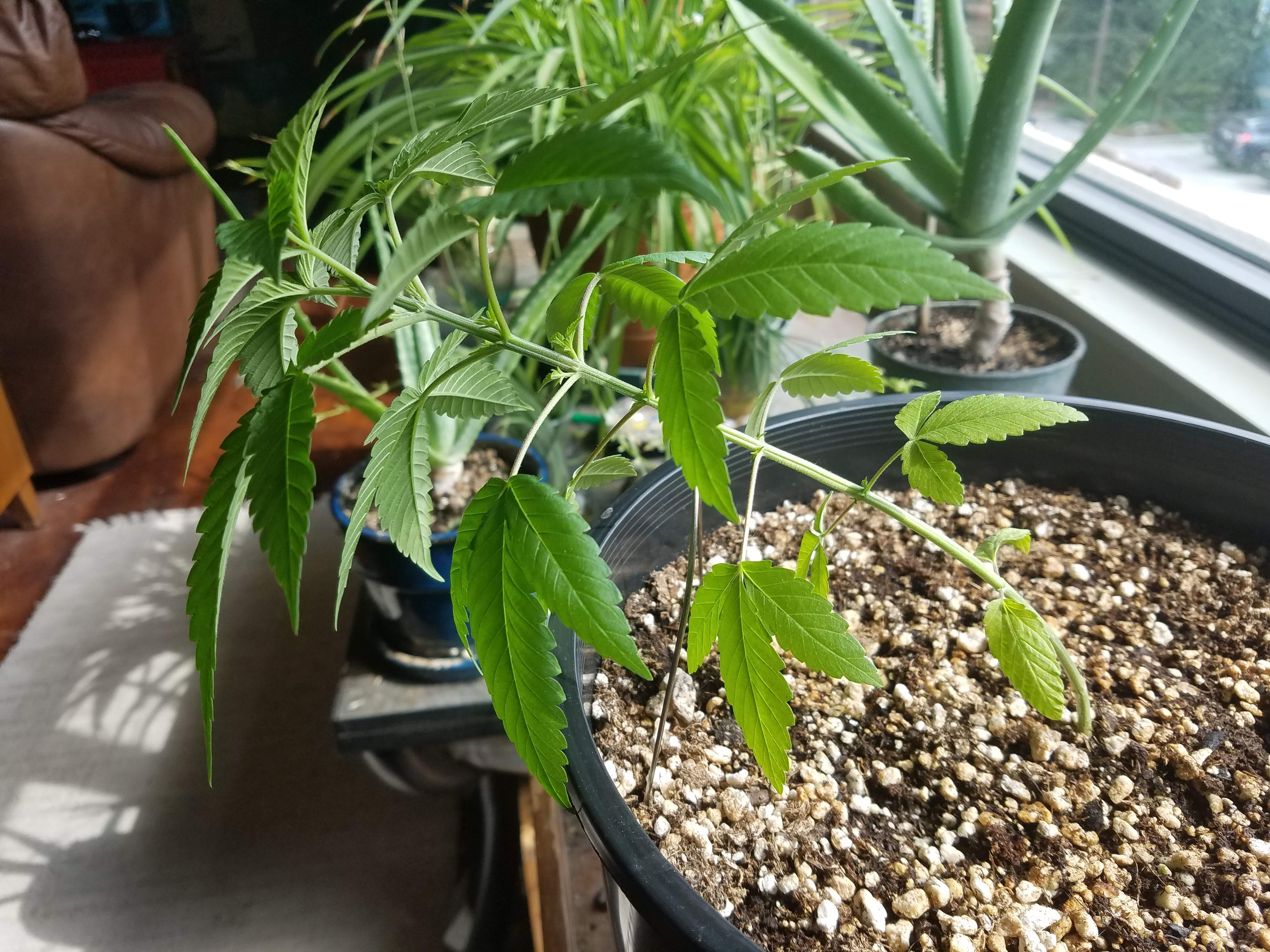 ice cream cake grow diary (journal) week4 by chillis GrowDiaries