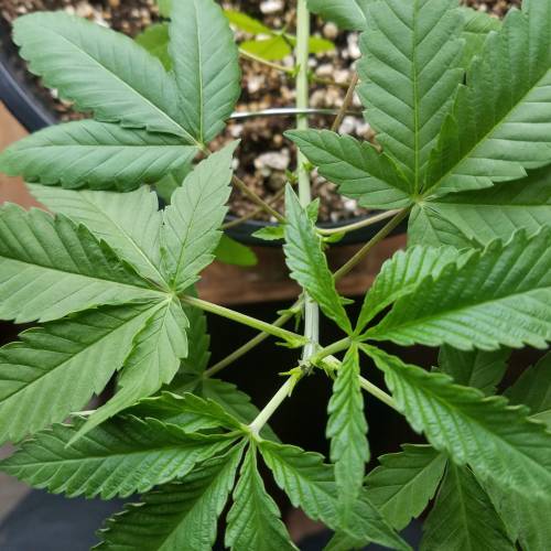 Ice Cream Cake...first time grow! . Week 4 - August 6th