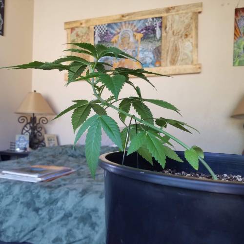 Ice Cream Cake...first time grow! . Week 4 - August 7th