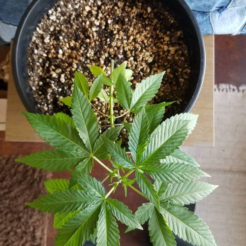 Ice Cream Cake...first time grow! . Week 4 - August 7th