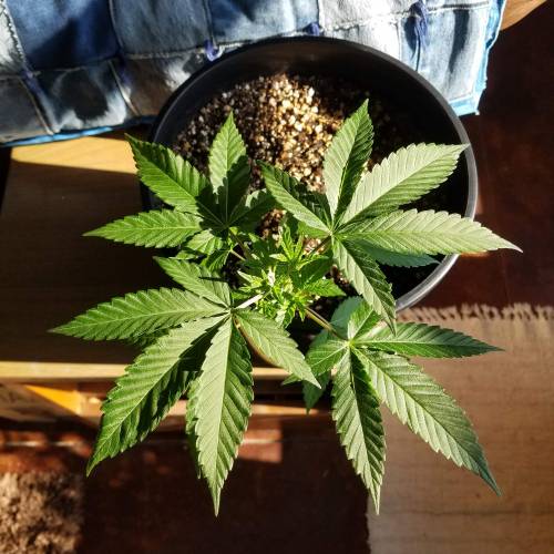 Ice Cream Cake...first time grow! . Week 4 - August 9th 