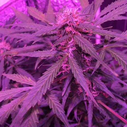 Buds not fattening?? grow question by Royalgorillaxx GrowDiaries