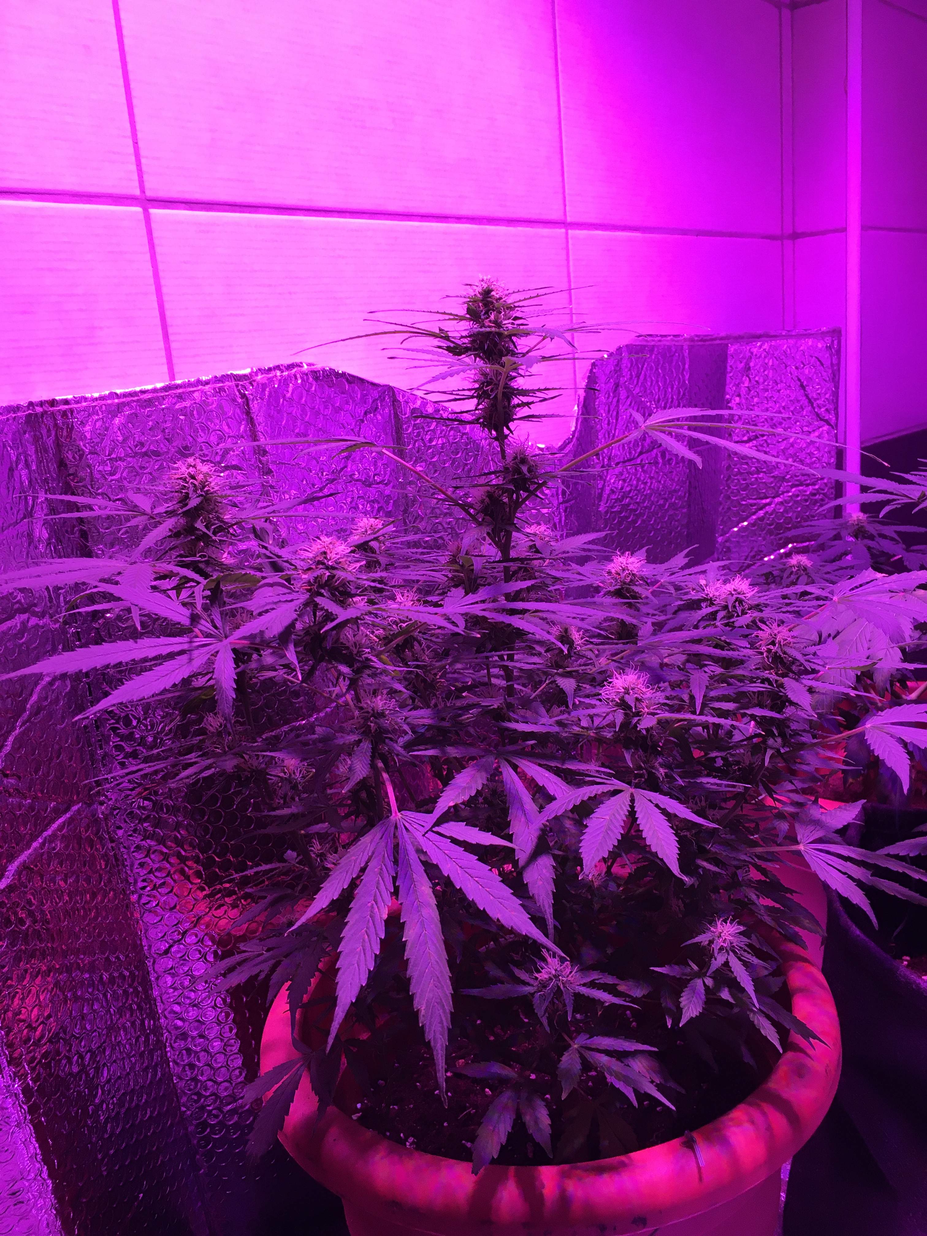 Buds not fattening?? grow question by Royalgorillaxx GrowDiaries