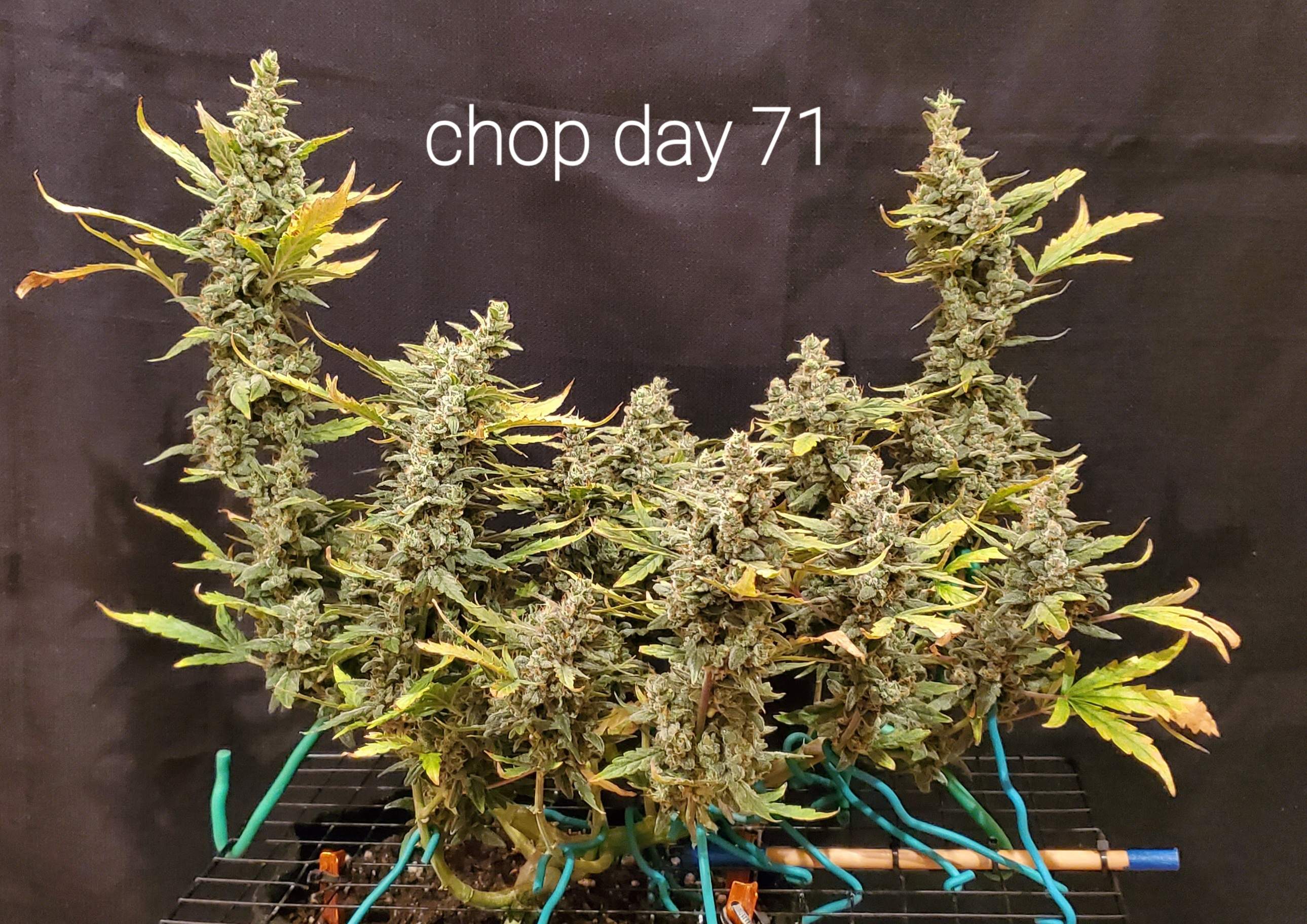 Fast Buds Pineapple Express Auto grow diary (journal) harvest11 by