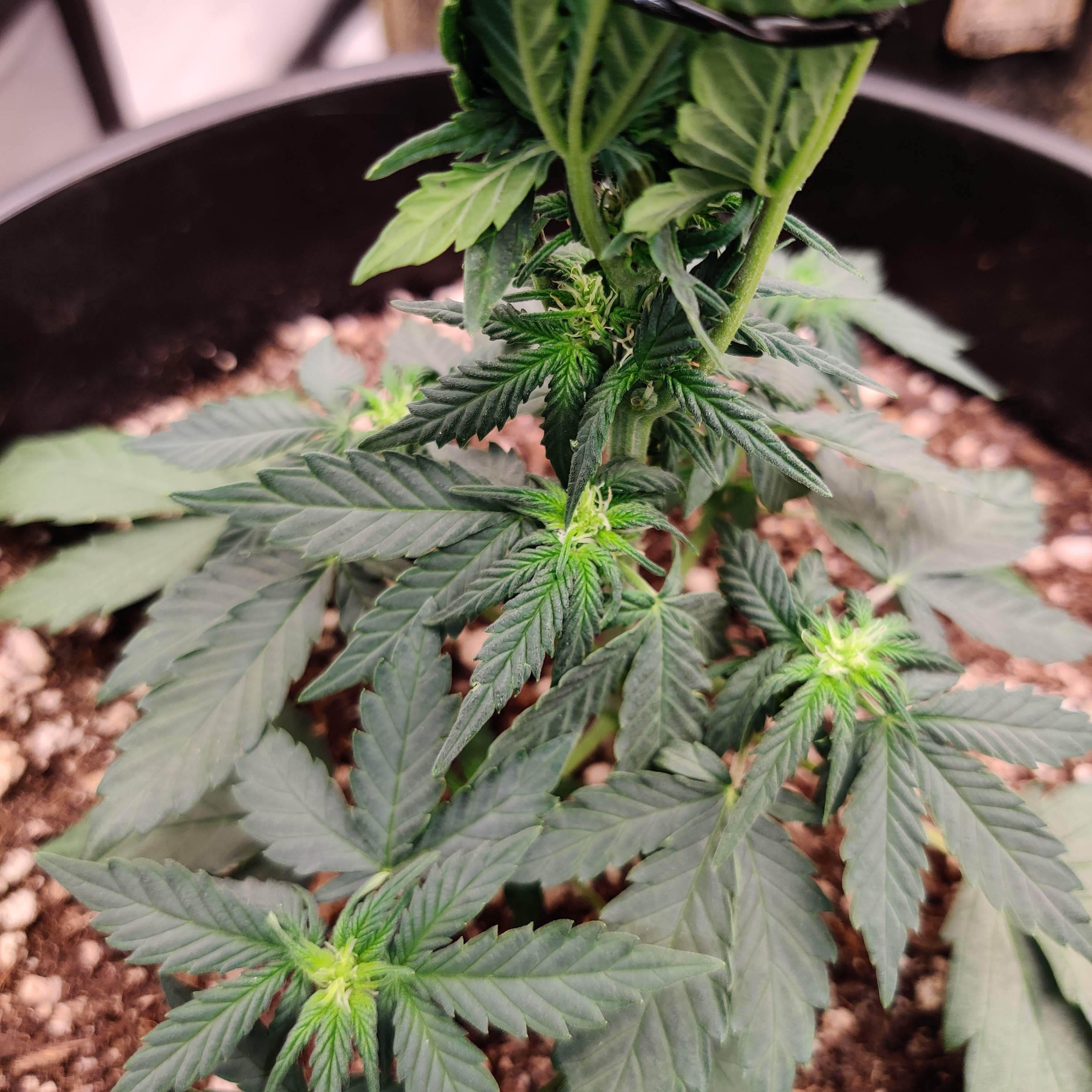 Fast Buds Strawberry Pie Auto grow diary (journal) week6 by