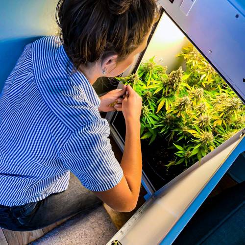 White Widow Auto in Stealth Box - 7.8 oz. Week 1