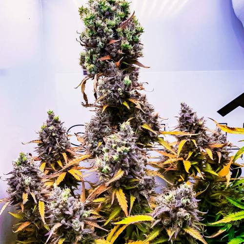 White Widow Auto in Stealth Box - 7.8 oz. Week 1