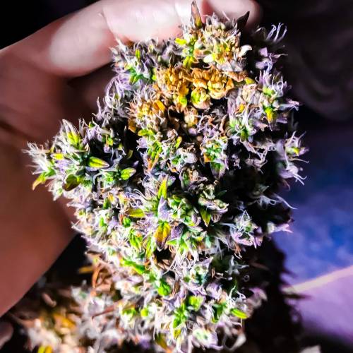 White Widow Auto in Stealth Box - 7.8 oz. Week 1