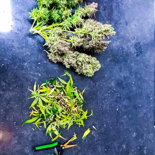 White Widow Auto in Stealth Box - 7.8 oz. Week 1