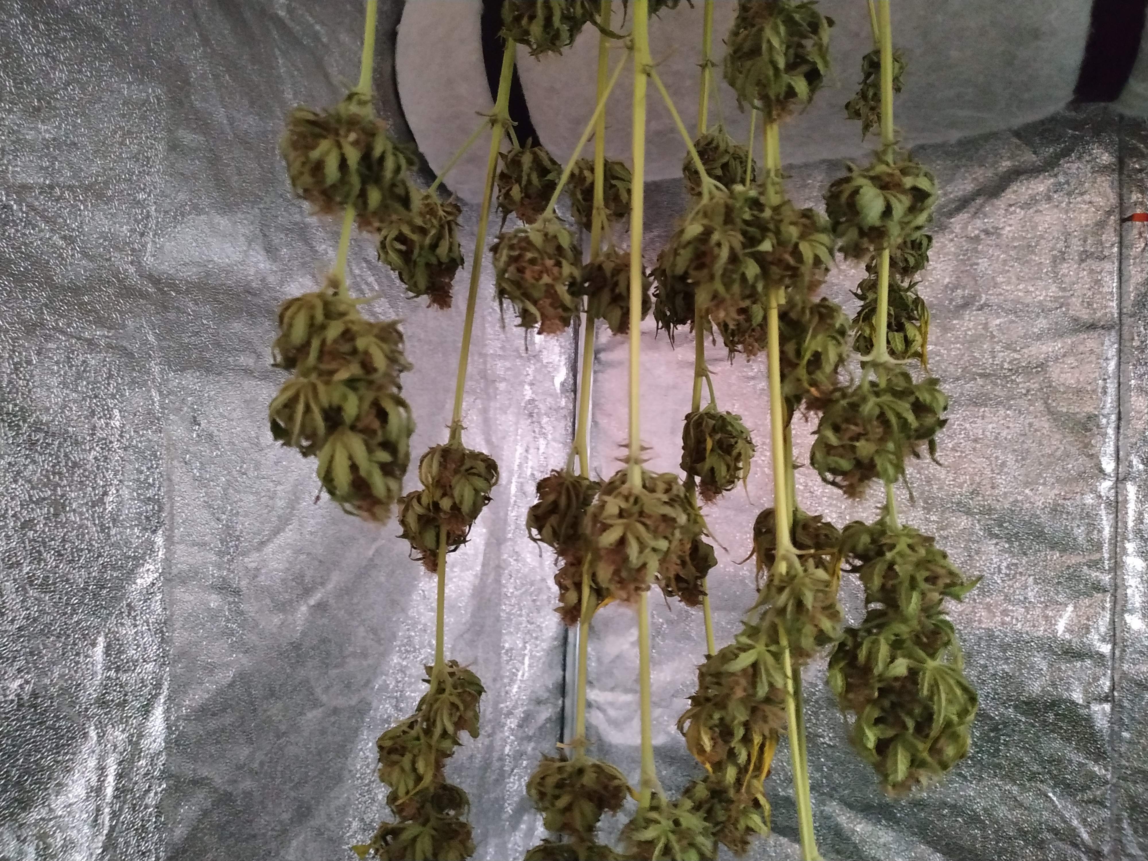 Fast Buds Jack Herer Auto 2 grow diary (journal) 2 harvest13 by