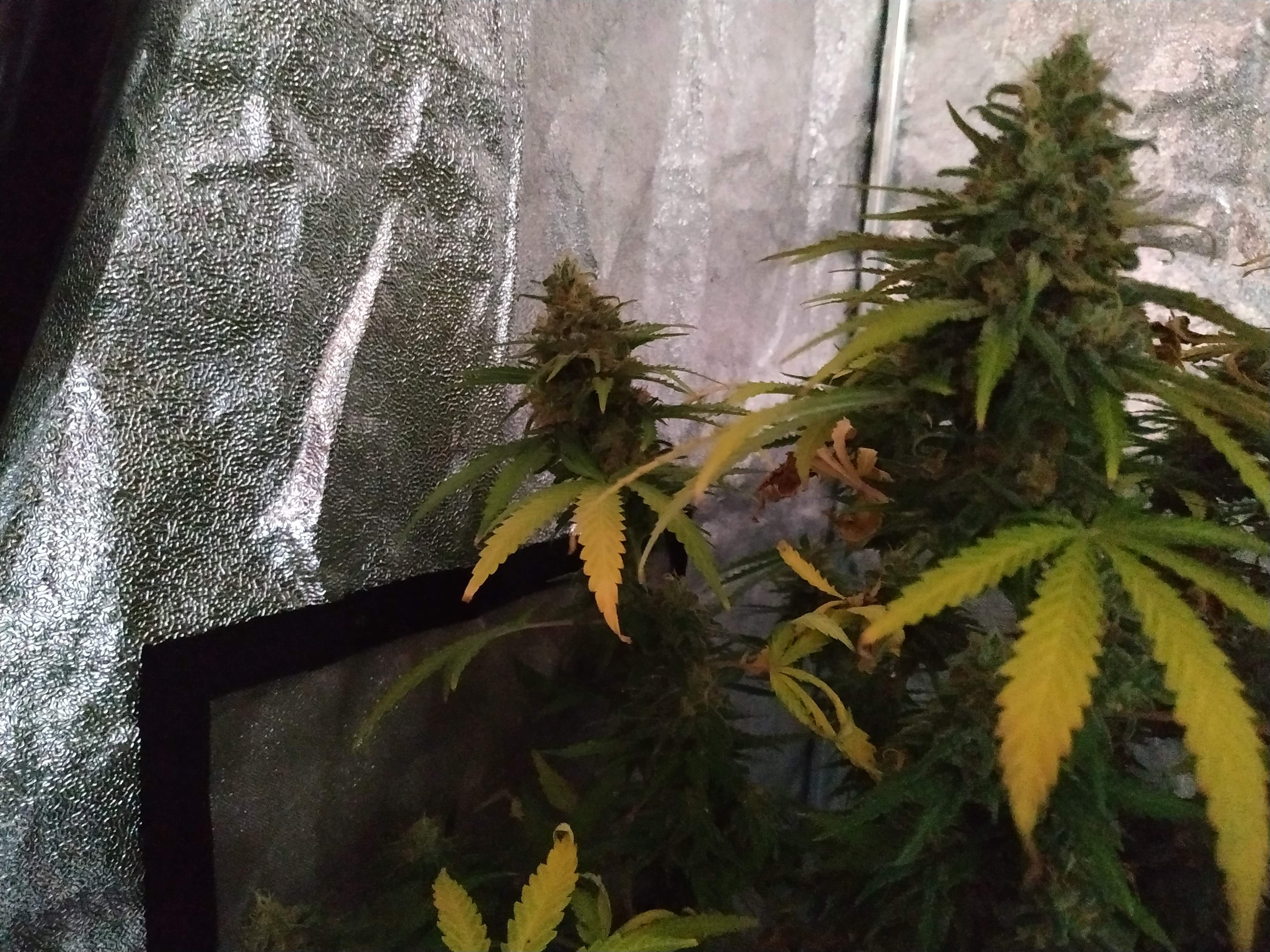 Fast Buds Jack Herer Auto 2 grow diary (journal) 2 harvest13 by