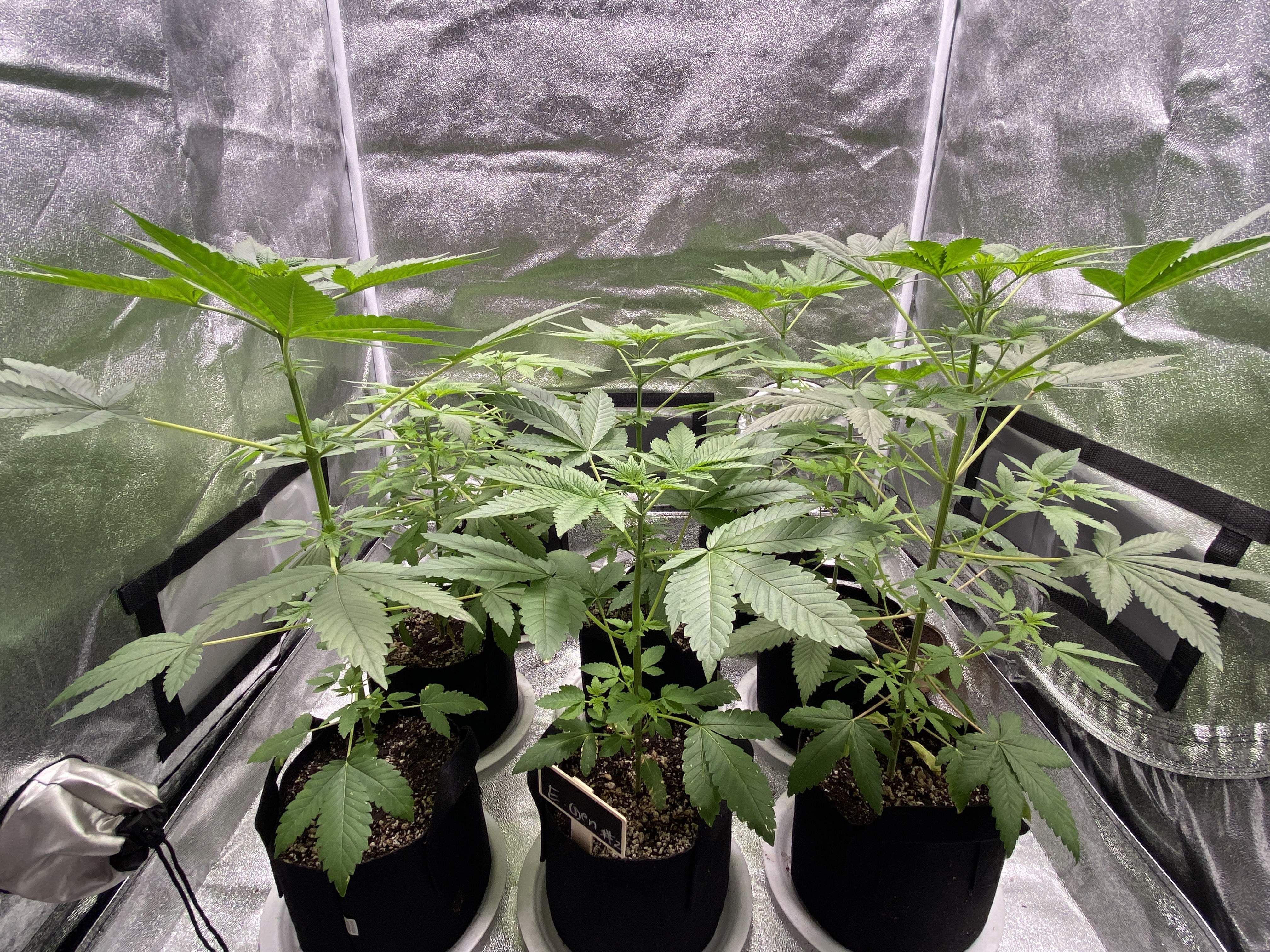 Humboldt seed co.Caramel Cream grow diary (journal) week3 by