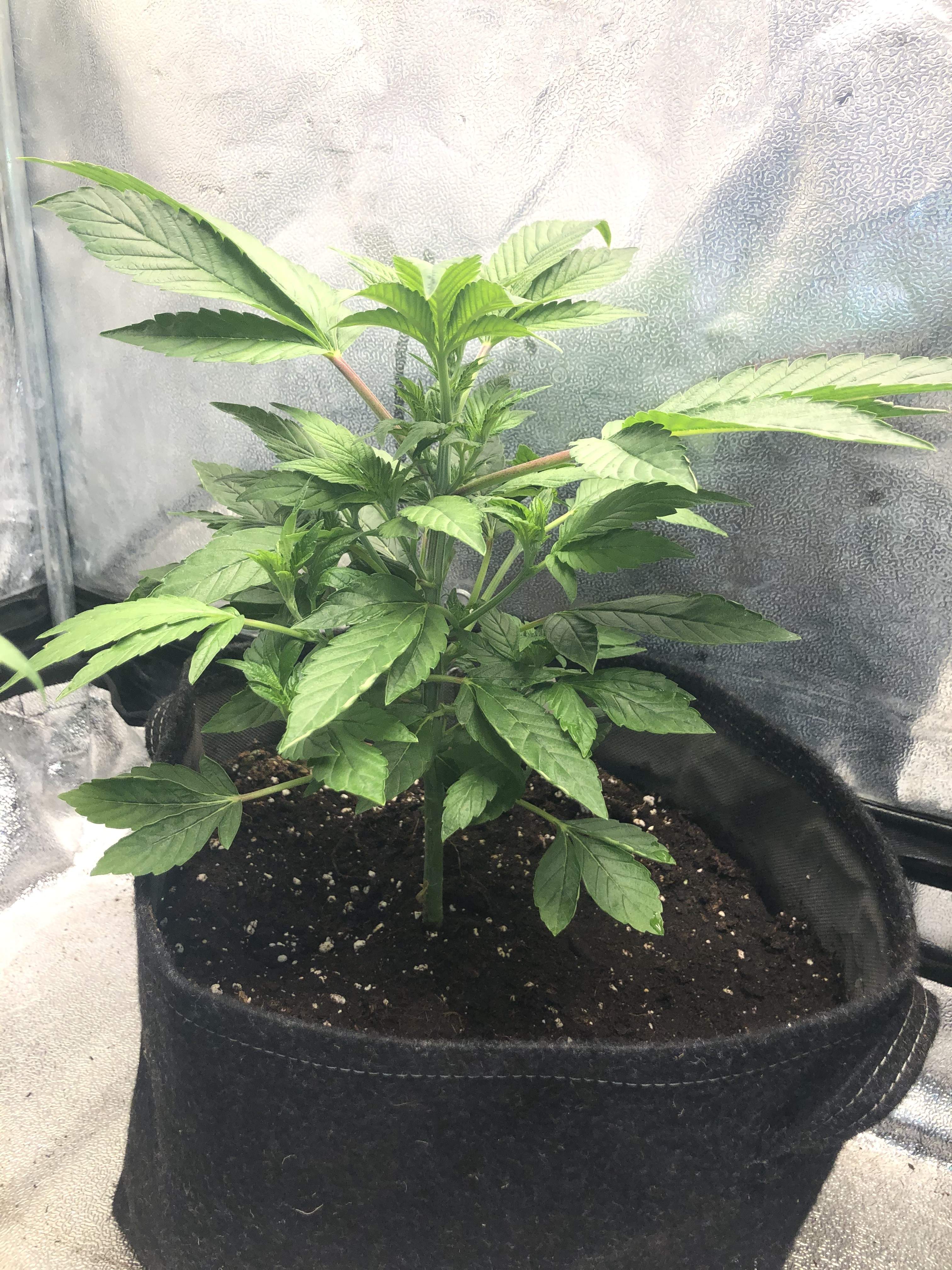 Ripper Seeds Tropicana Cookies x Animal cookies grow diary (journal