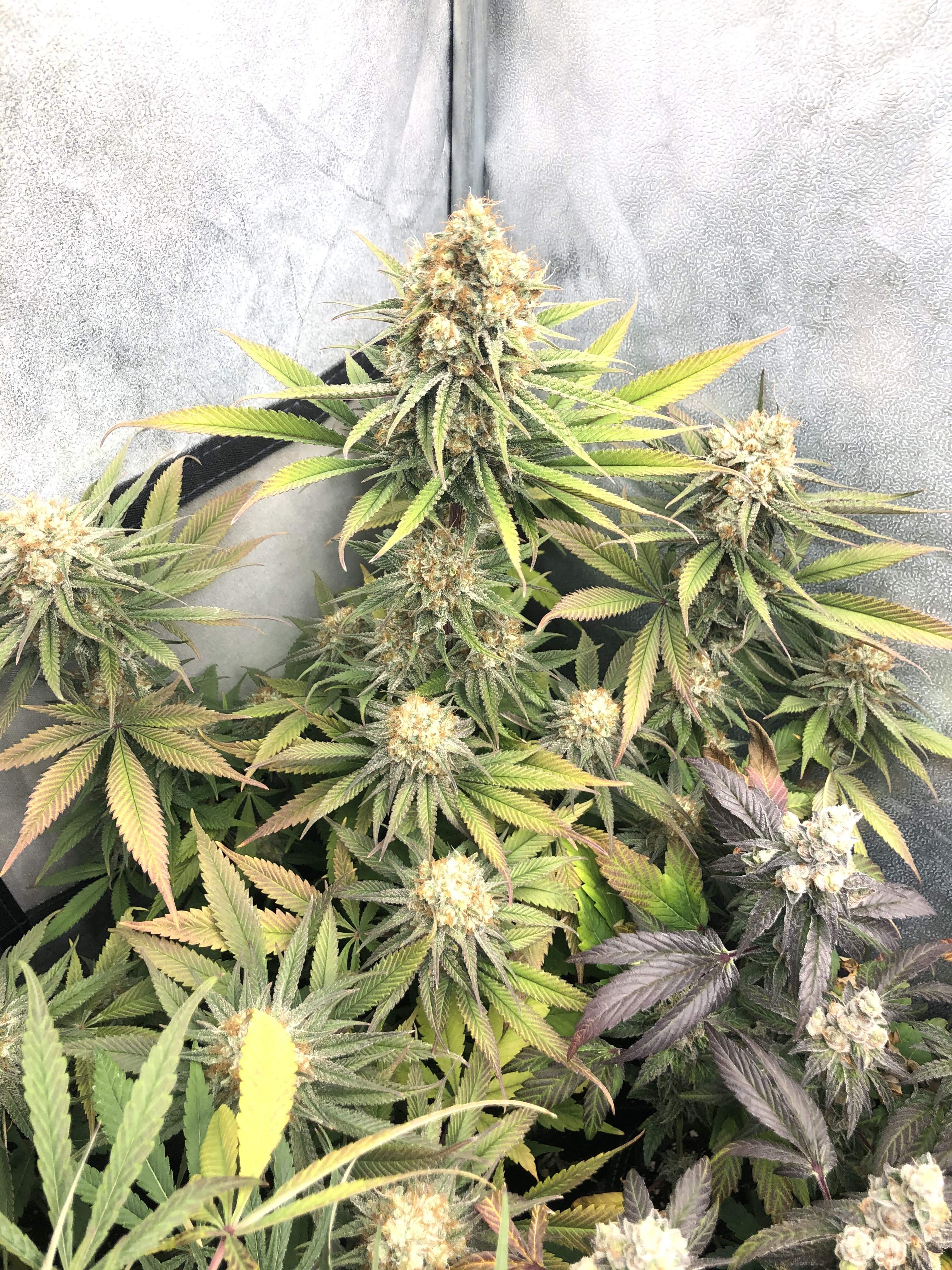 Ripper Seeds Zombie Kush x Purple Punch grow diary (journal) week15 by