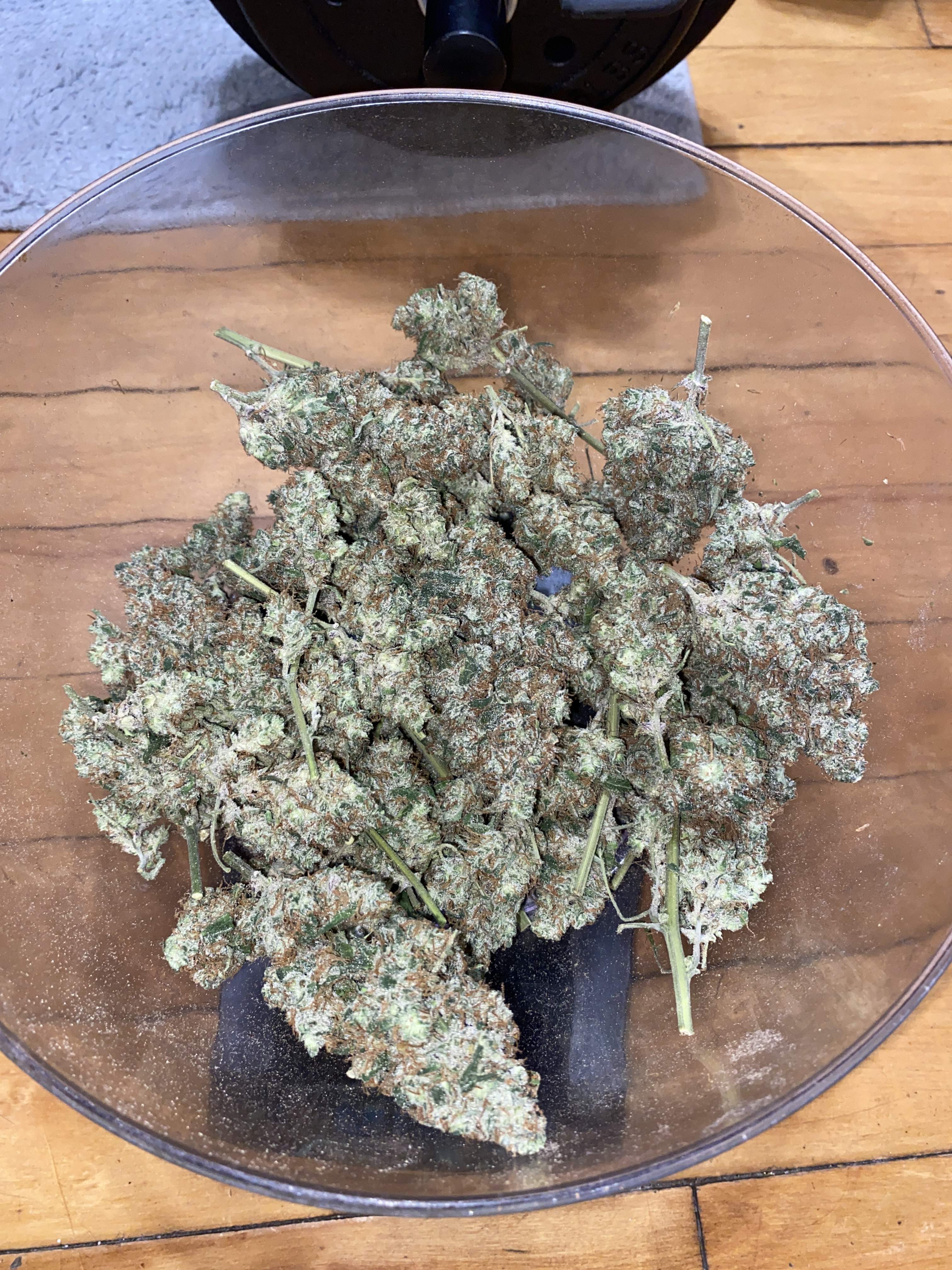 fast-buds-gorilla-cookies-auto-grow-diary-journal-harvest12-by