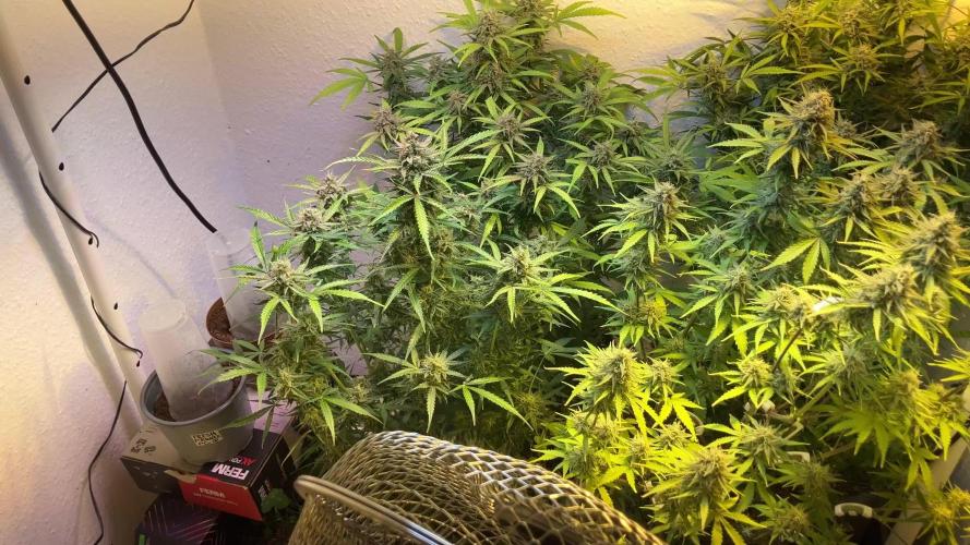 Auto Hindu Kush (divine seeds contest)