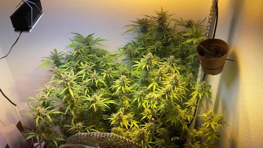 Auto Northern Lights  (divine seeds contest)
