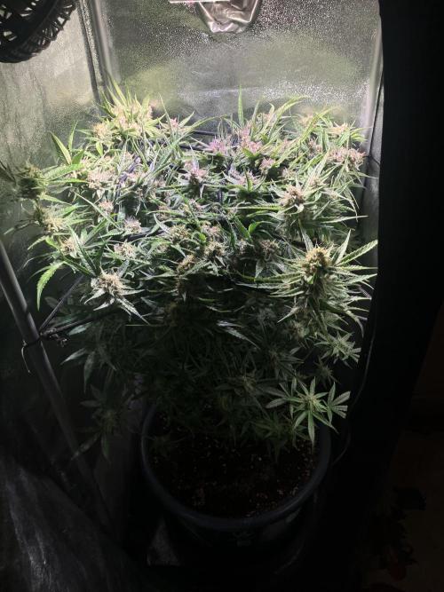 Auto Fractal/ Divine seeds. Week 8