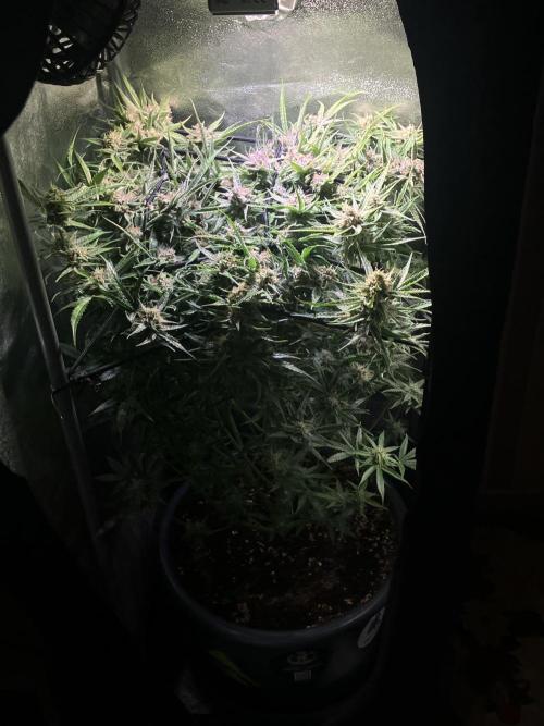 Auto Fractal/ Divine seeds. Week 8