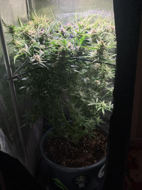 Auto Fractal/ Divine seeds. Week 8