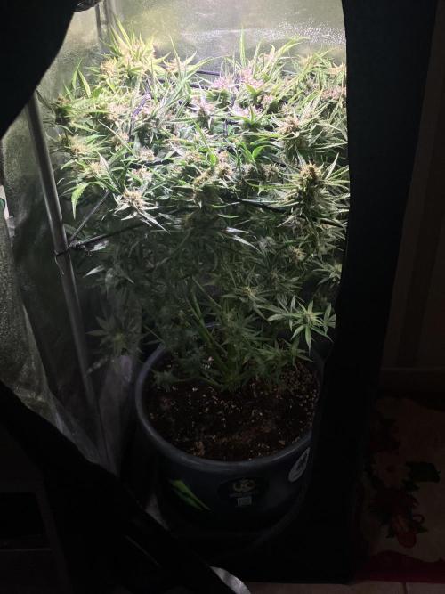 Auto Fractal/ Divine seeds. Week 8