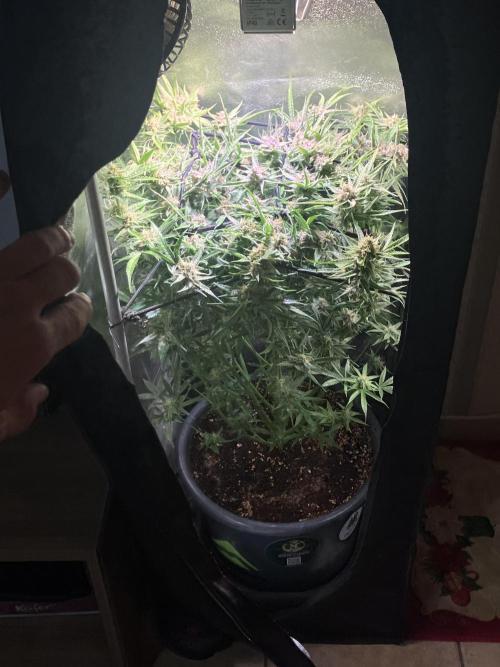 Auto Fractal/ Divine seeds. Week 8