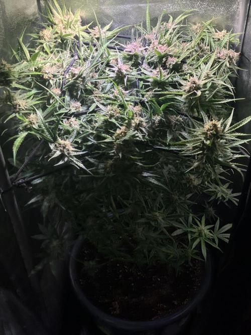 Auto Fractal/ Divine seeds. Week 8