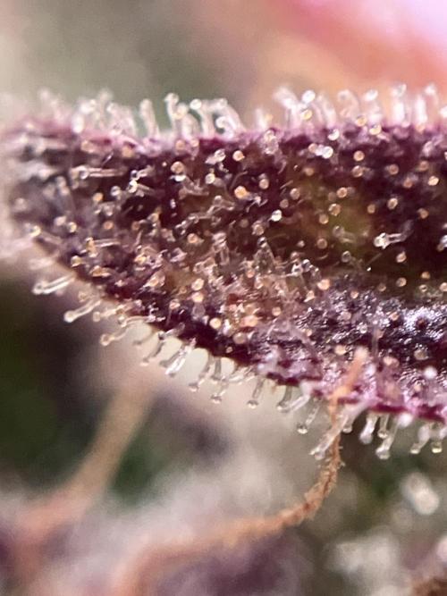 Auto Fractal/ Divine seeds. Week 9