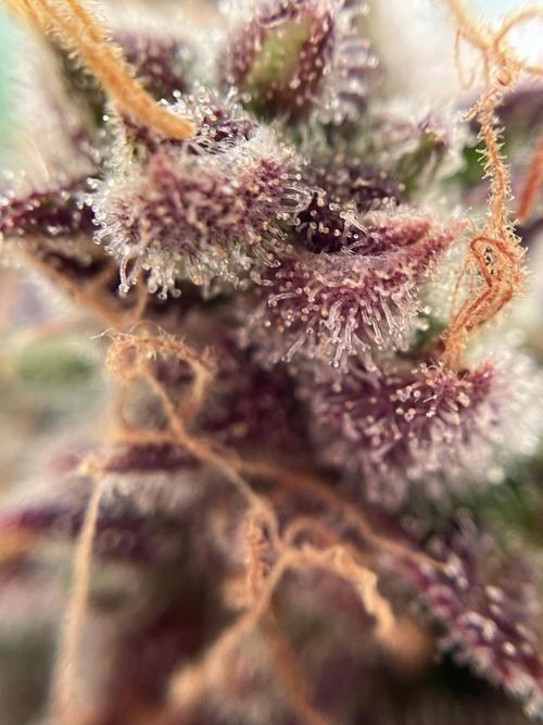 Auto Fractal/ Divine seeds. Week 9