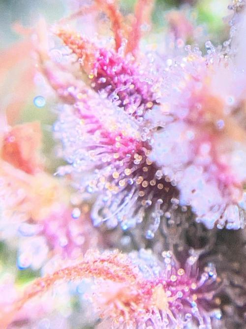 Auto Fractal/ Divine seeds. Week 9