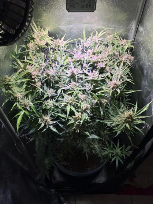 Auto Fractal/ Divine seeds. Week 9