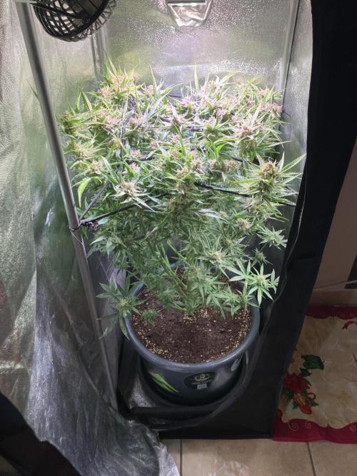 Auto Fractal/ Divine seeds. Week 9