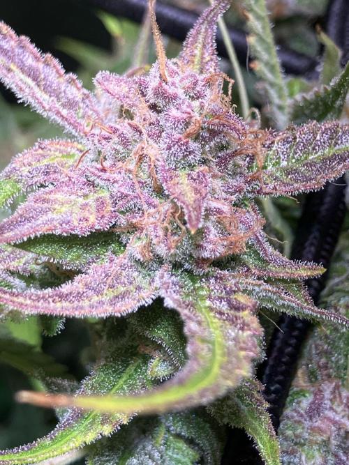 Auto Fractal/ Divine seeds. Week 9