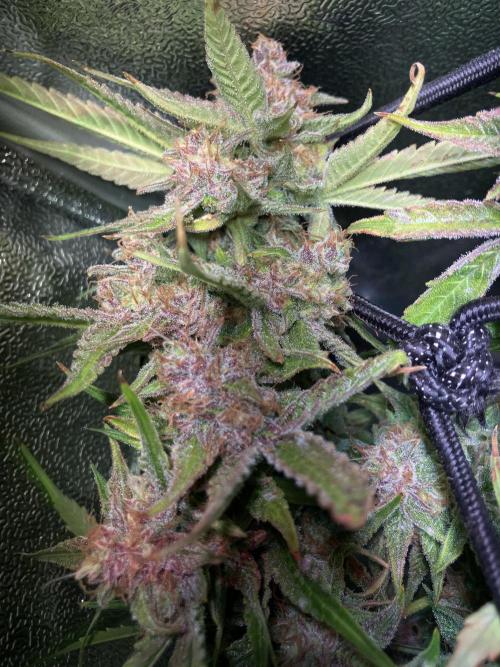 Auto Fractal/ Divine seeds. Week 9