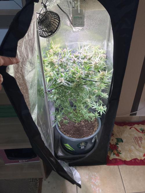 Auto Fractal/ Divine seeds. Week 9