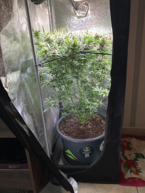 Auto Fractal/ Divine seeds. Week 9