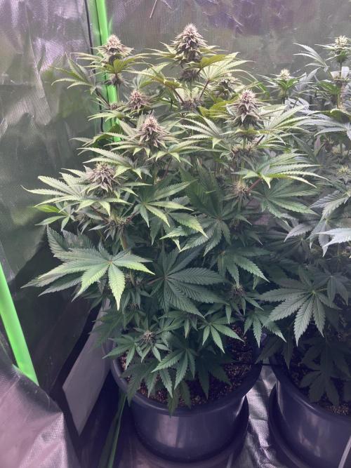 FORBIDDEN BLUEPRINT Purple City Genetics. Week 6