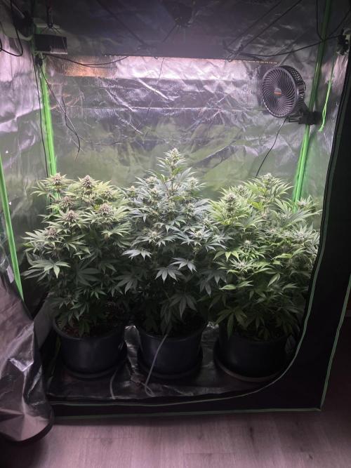 FORBIDDEN BLUEPRINT Purple City Genetics. Week 6