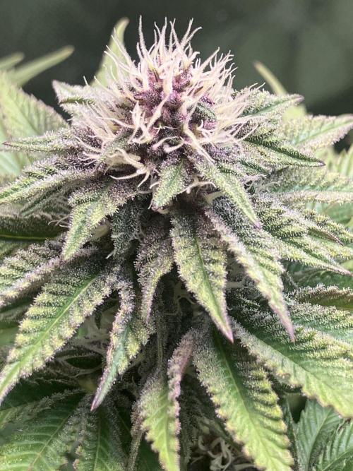 FORBIDDEN BLUEPRINT Purple City Genetics. Week 6