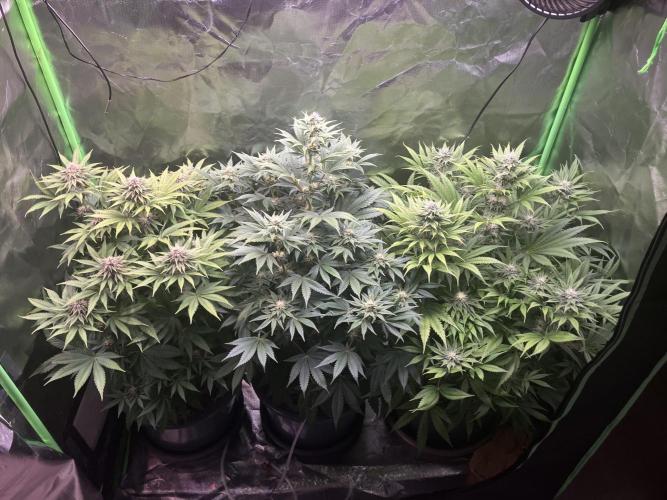 FORBIDDEN BLUEPRINT Purple City Genetics. Week 6