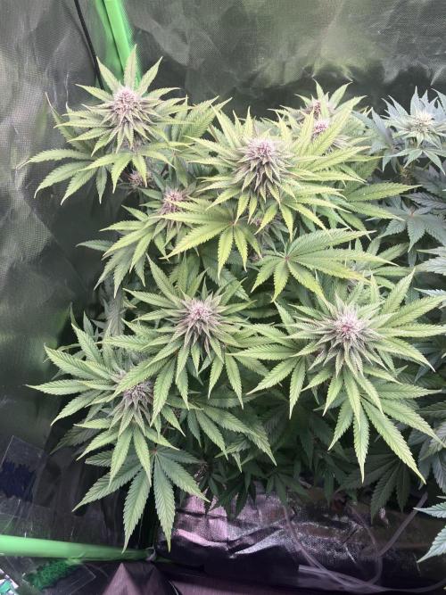 FORBIDDEN BLUEPRINT Purple City Genetics. Week 6