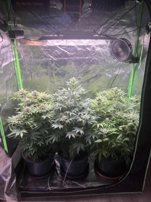 FORBIDDEN BLUEPRINT Purple City Genetics. Week 6