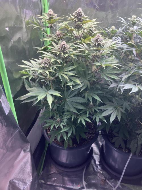 FORBIDDEN BLUEPRINT Purple City Genetics. Week 6