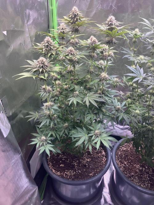 FORBIDDEN BLUEPRINT Purple City Genetics. Week 6