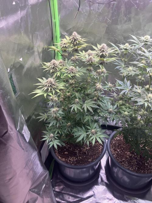 FORBIDDEN BLUEPRINT Purple City Genetics. Week 6