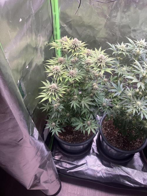 FORBIDDEN BLUEPRINT Purple City Genetics. Week 6