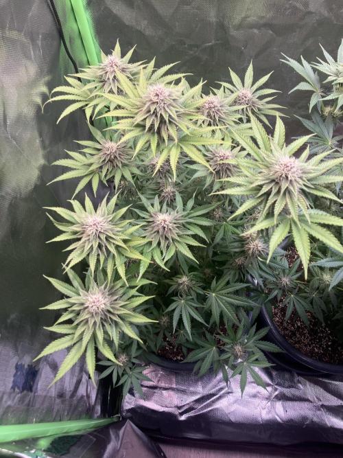 FORBIDDEN BLUEPRINT Purple City Genetics. Week 6