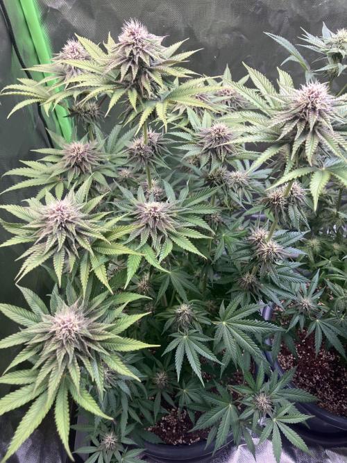 FORBIDDEN BLUEPRINT Purple City Genetics. Week 6