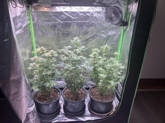 FORBIDDEN BLUEPRINT Purple City Genetics. Week 6