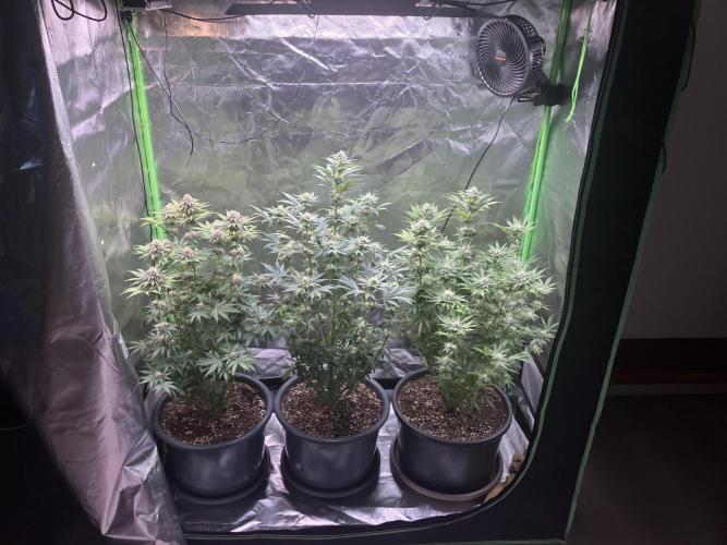 FORBIDDEN BLUEPRINT Purple City Genetics. Week 6